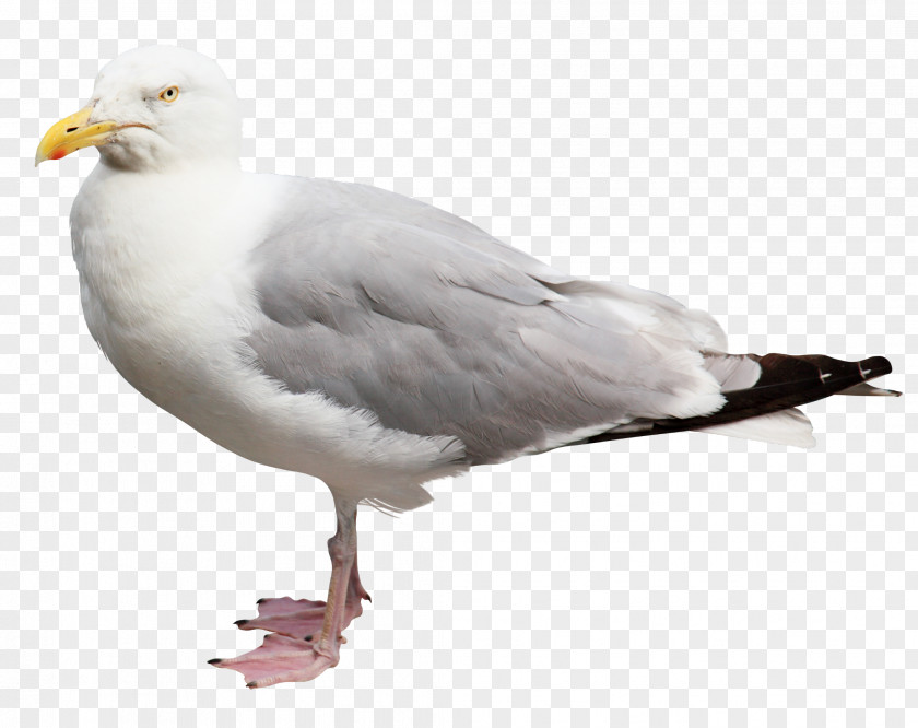 White Pigeon Homing European Herring Gull Columbidae Bird PNG