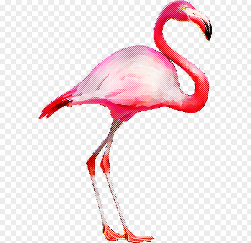 Flamingo PNG