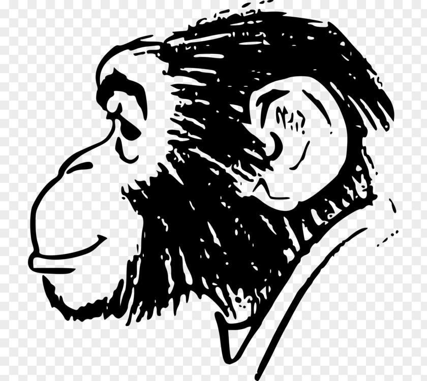 Human Silhouette Behavior Ape Chimpanzee Drawing Vector Graphics Monkey PNG