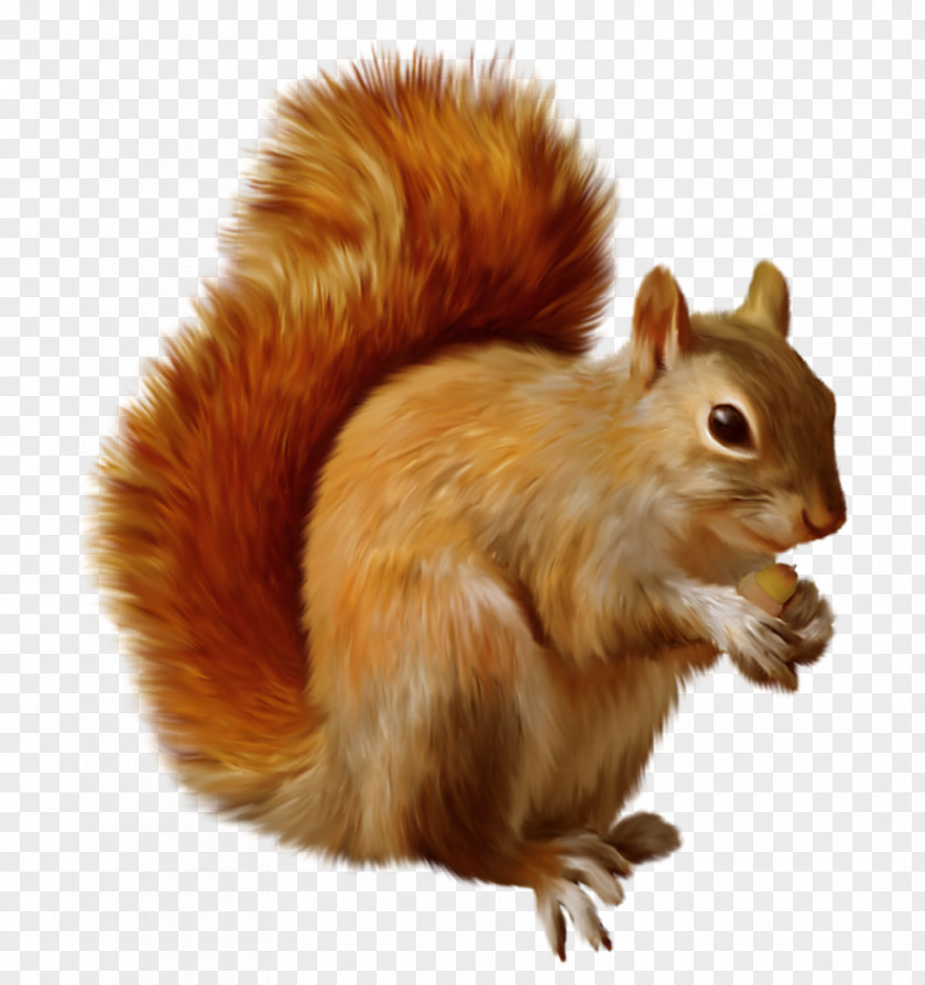 Squirrel Clipart Red Chipmunk Clip Art PNG