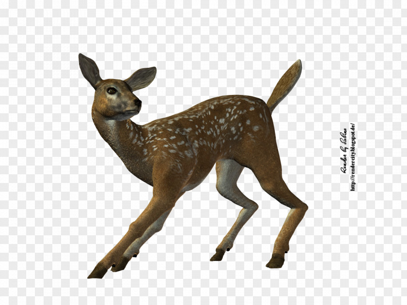 Deer White-tailed Stock Photography Royalty-free PNG