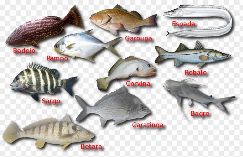 Fish Products Plastic Marine Biology Fauna PNG