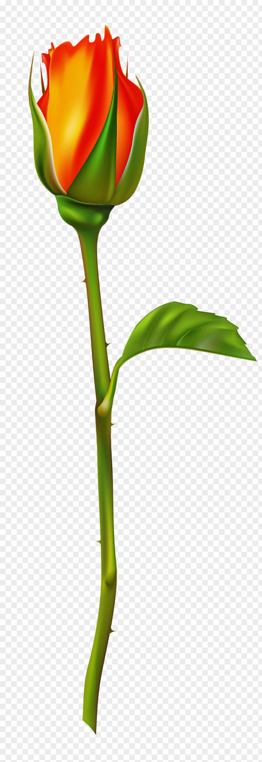 Flower Plant Stem Leaf Bud PNG