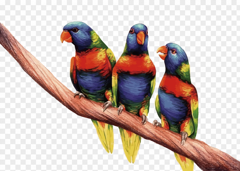 Vector Three Parrots Budgerigar True Parrot Lories And Lorikeets Monk Parakeet Three-dimensional Space PNG