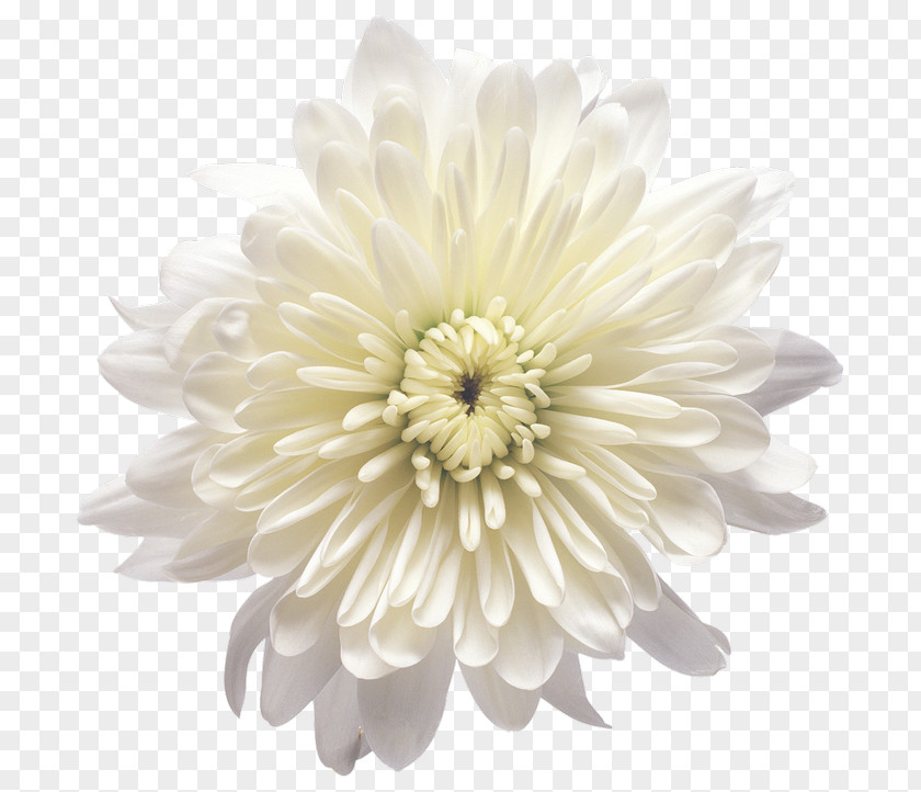 White Flower Chrysanthemum Yellow Clip Art PNG