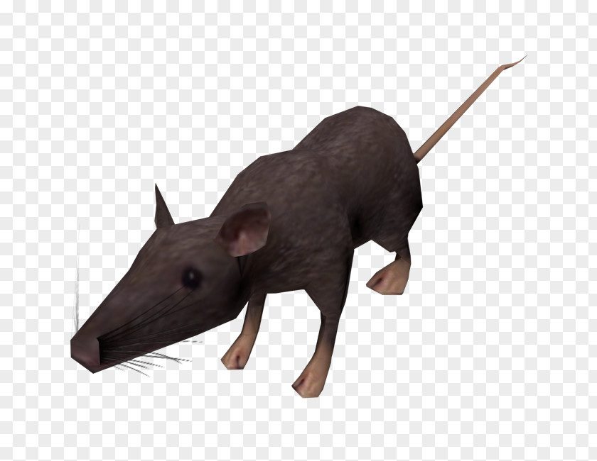 Mouse Snout PNG