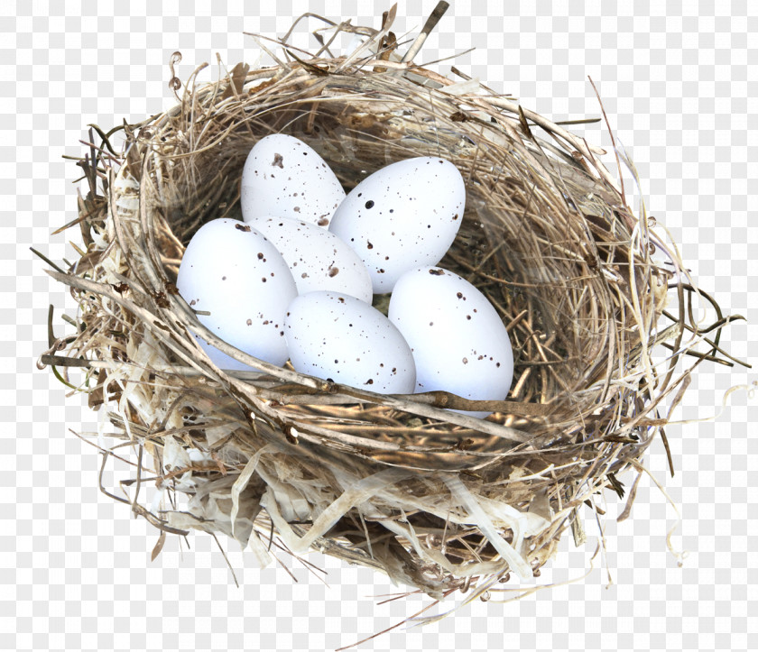 Nest Bird PNG