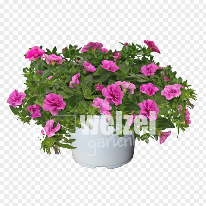 Rose Cut Flowers Flower Bouquet Transvaal Daisy Pink PNG