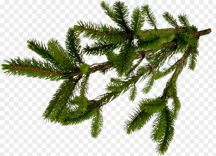 Tree Fir Spruce Pine Conifers PNG