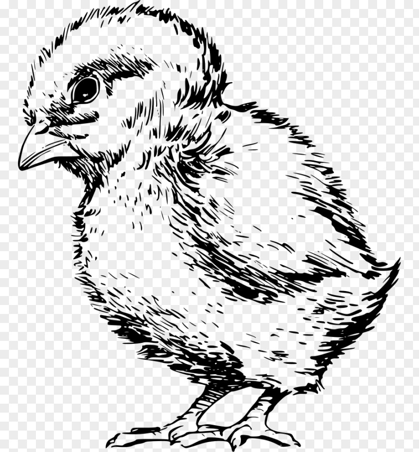 Chicken Drawing Child Kifaranga Clip Art PNG