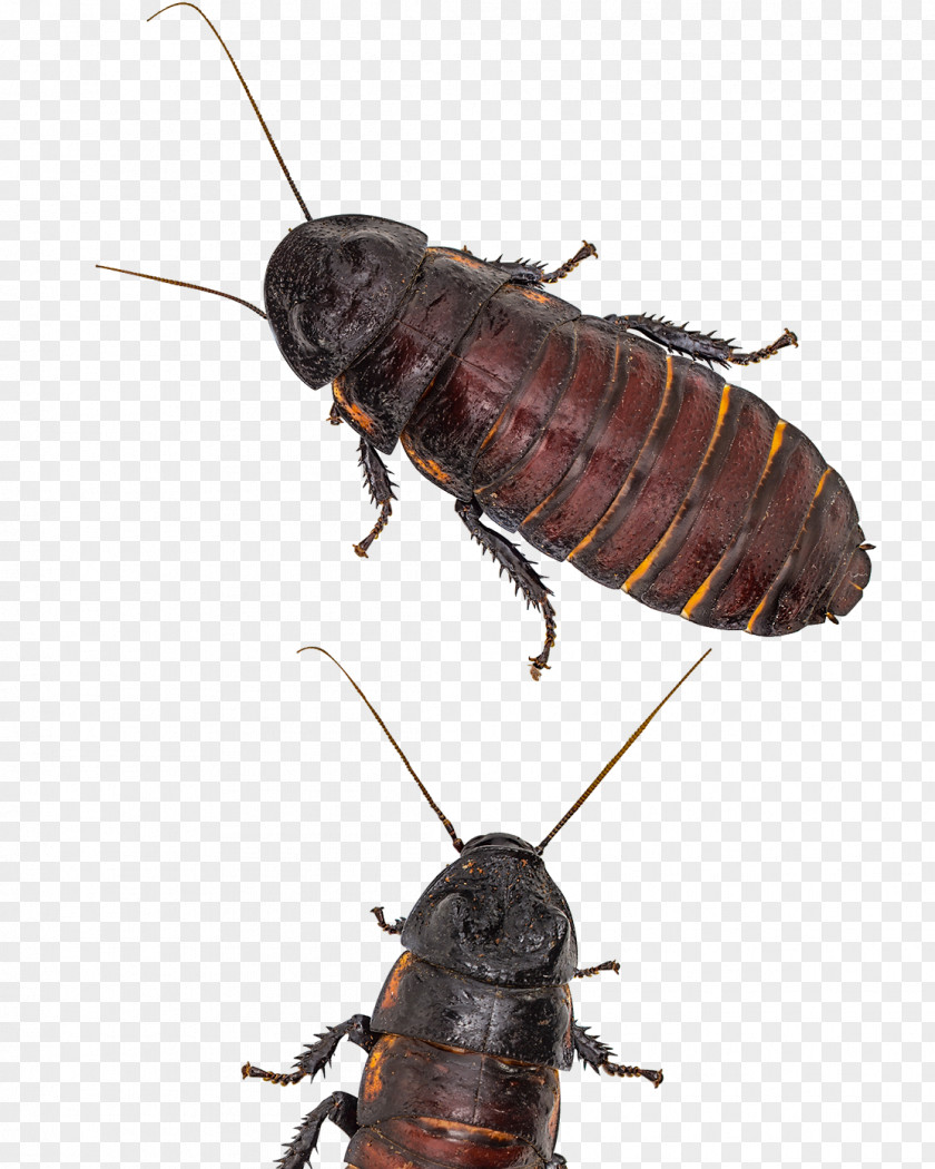 Cockroach Madagascar Hissing Insect PNG