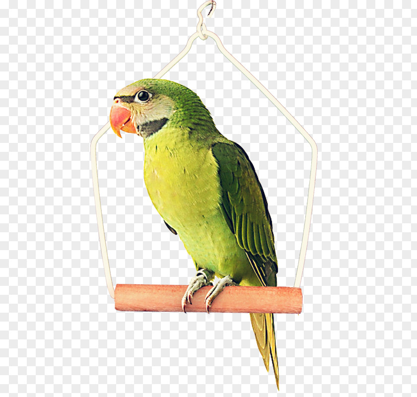 Green Parrot Bird Clip Art PNG