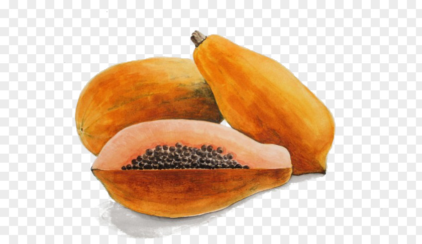 Hand-painted Papaya Watercolor Painting Fruit PNG