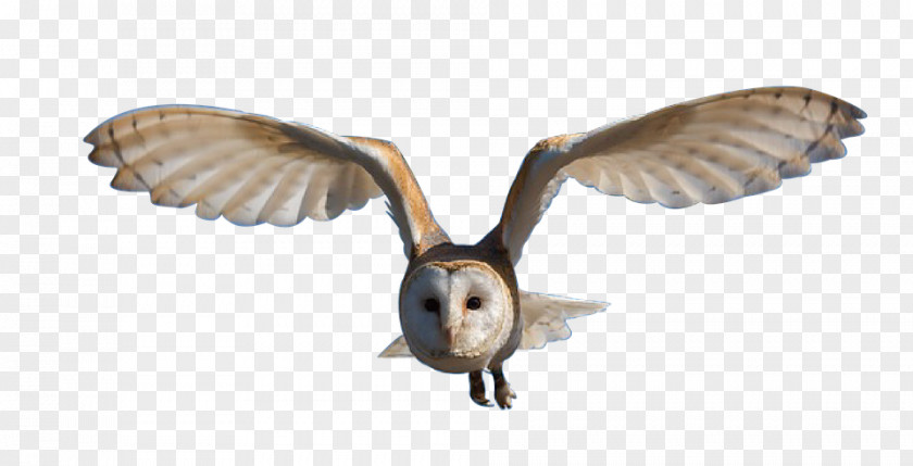 Owl Bird PNG