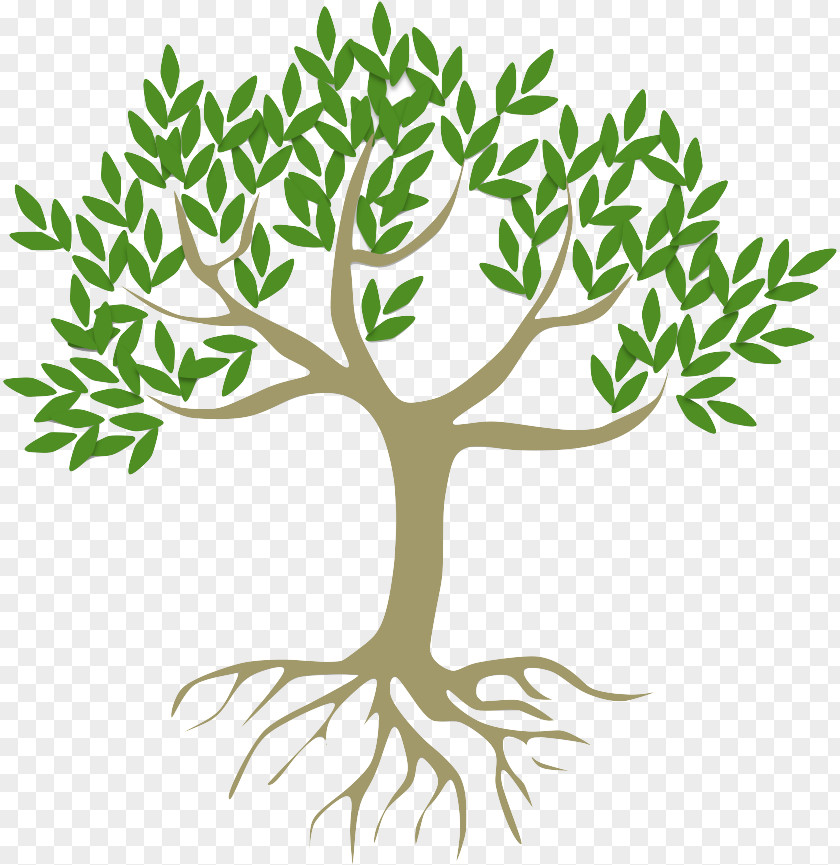 Plant Stem Woody Green Tree Leaf Branch PNG