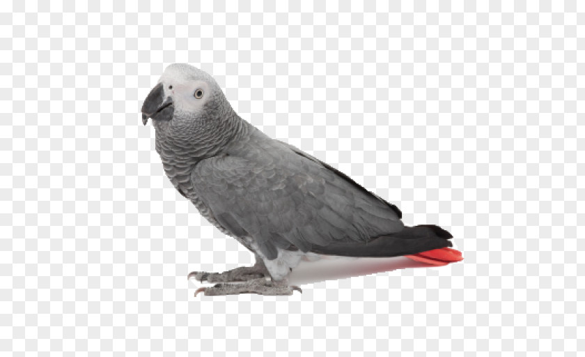 Stock Dove Parakeet Feather PNG