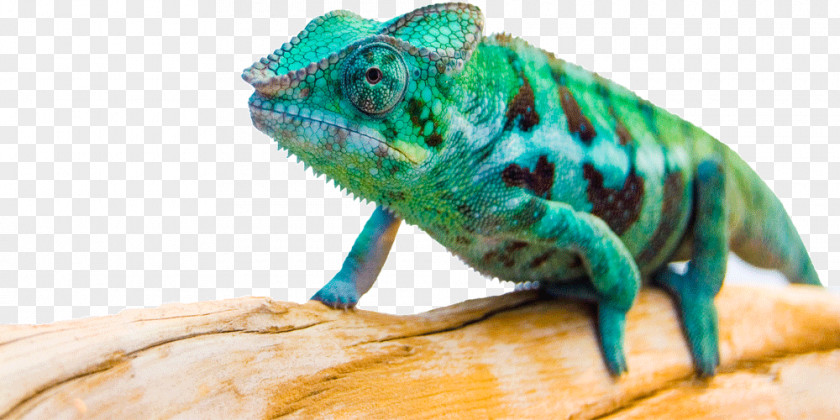 Chameleons Iguanas Matcraft Fauna Terrestrial Animal PNG