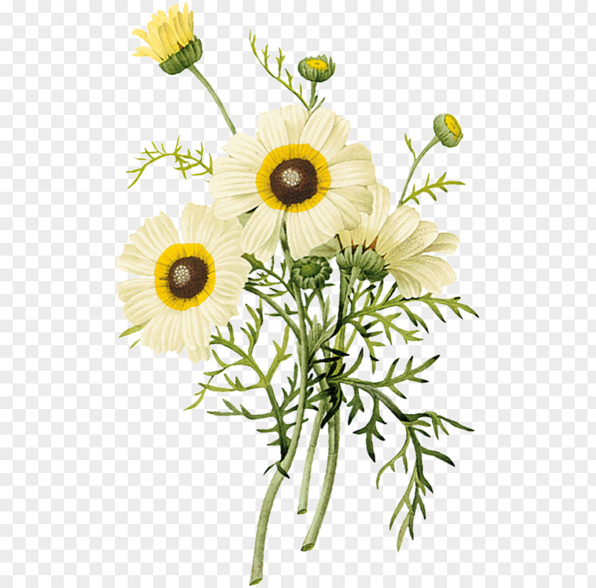 Chrysanthemum Flower Euclidean Vector PNG