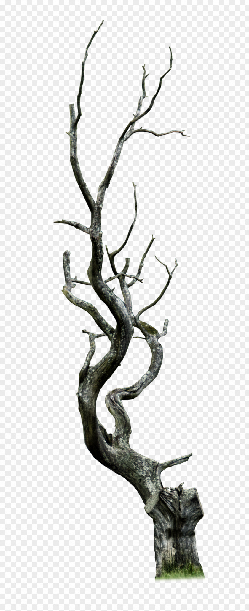 Dead Tree Snag Branch Clip Art PNG