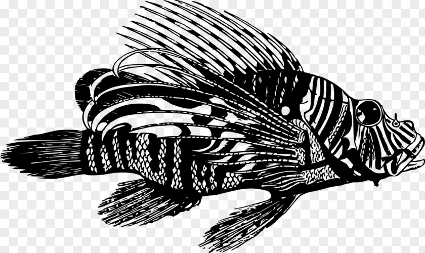 Fish Black And White Lionfish Clip Art PNG