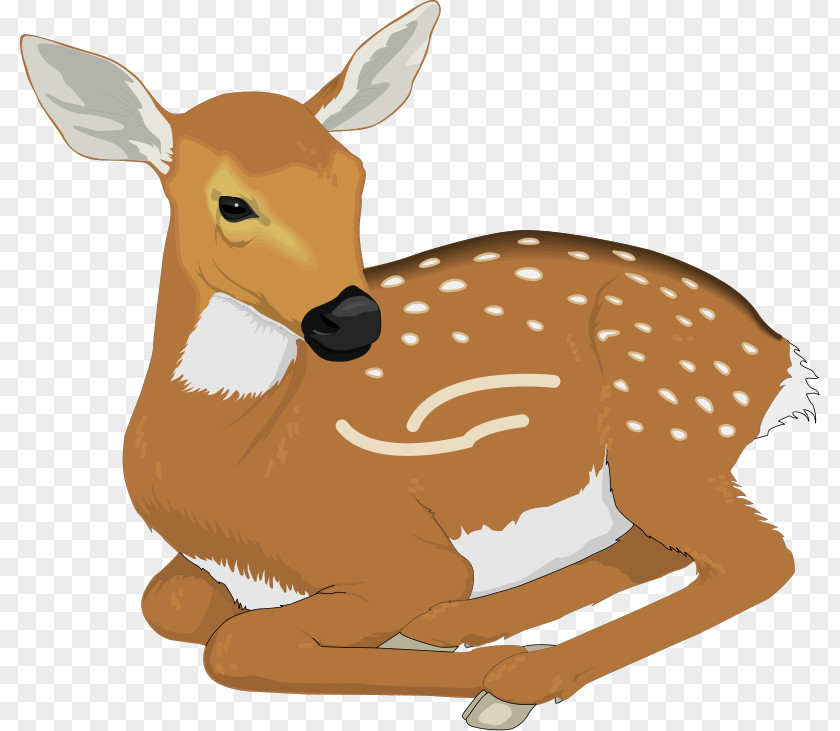Free Deer Pictures White-tailed Clip Art PNG