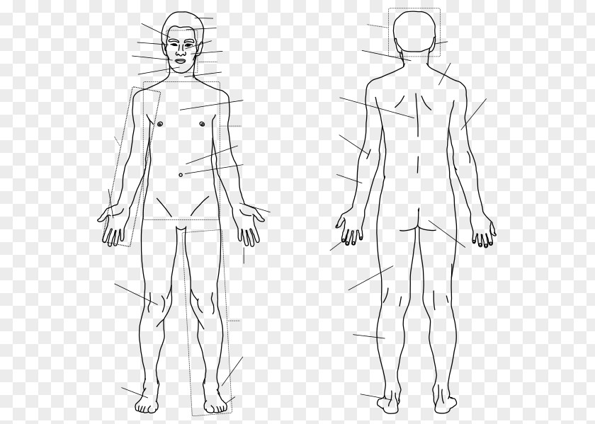 Anatomy Muscle Finger Homo Sapiens Human Body Sketch PNG