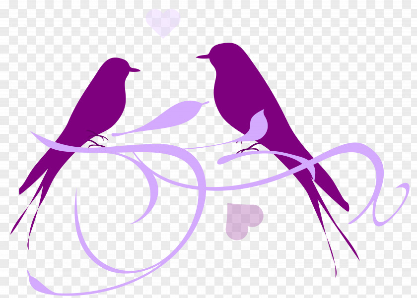 Dj Night Lovebird Clip Art PNG