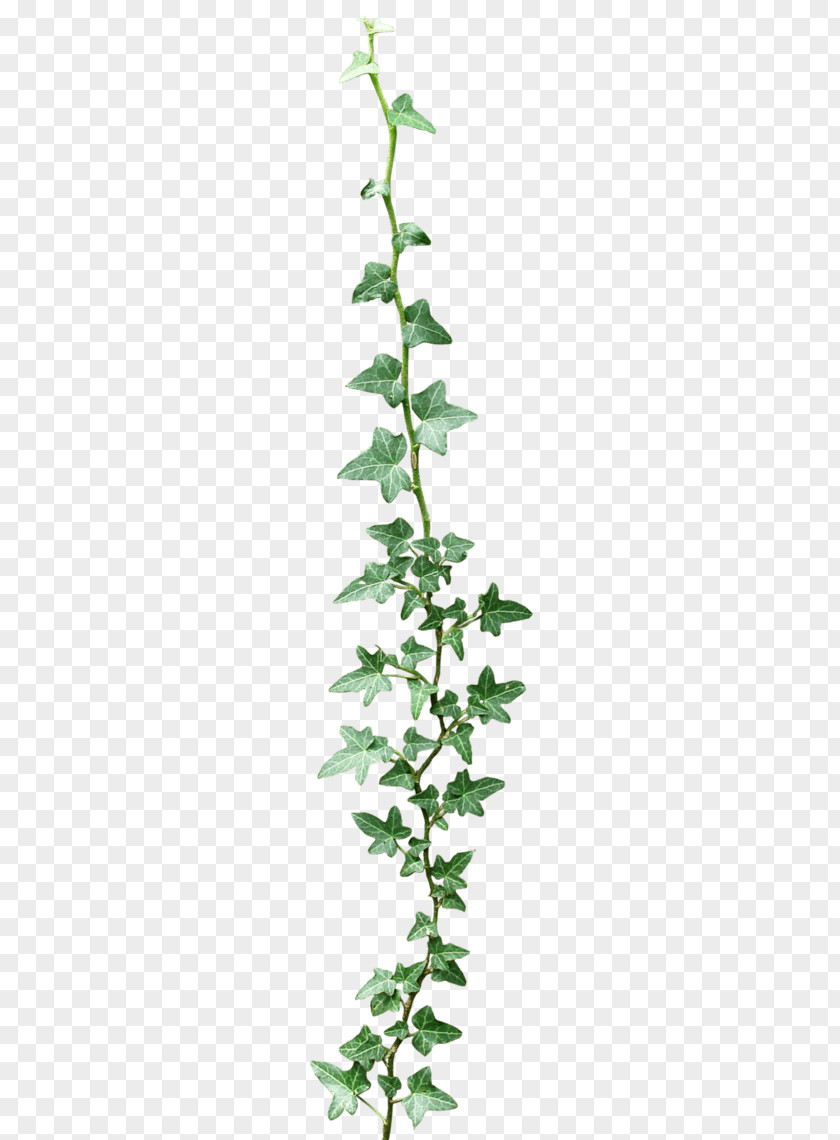 Hydroponic Tomato Planter Flower 24/7 Hydroponics Garland Floral Design Clip Art PNG