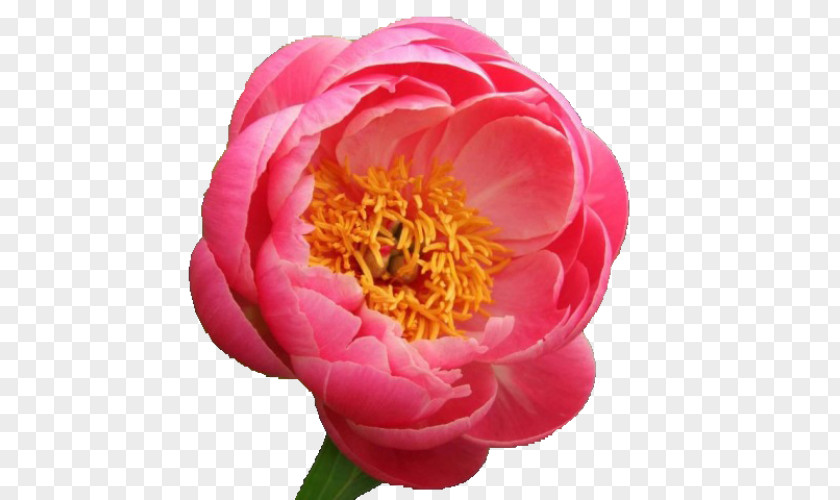 Peony Chinese Paeonia 'Coral Sunset' Charm' Flower PNG