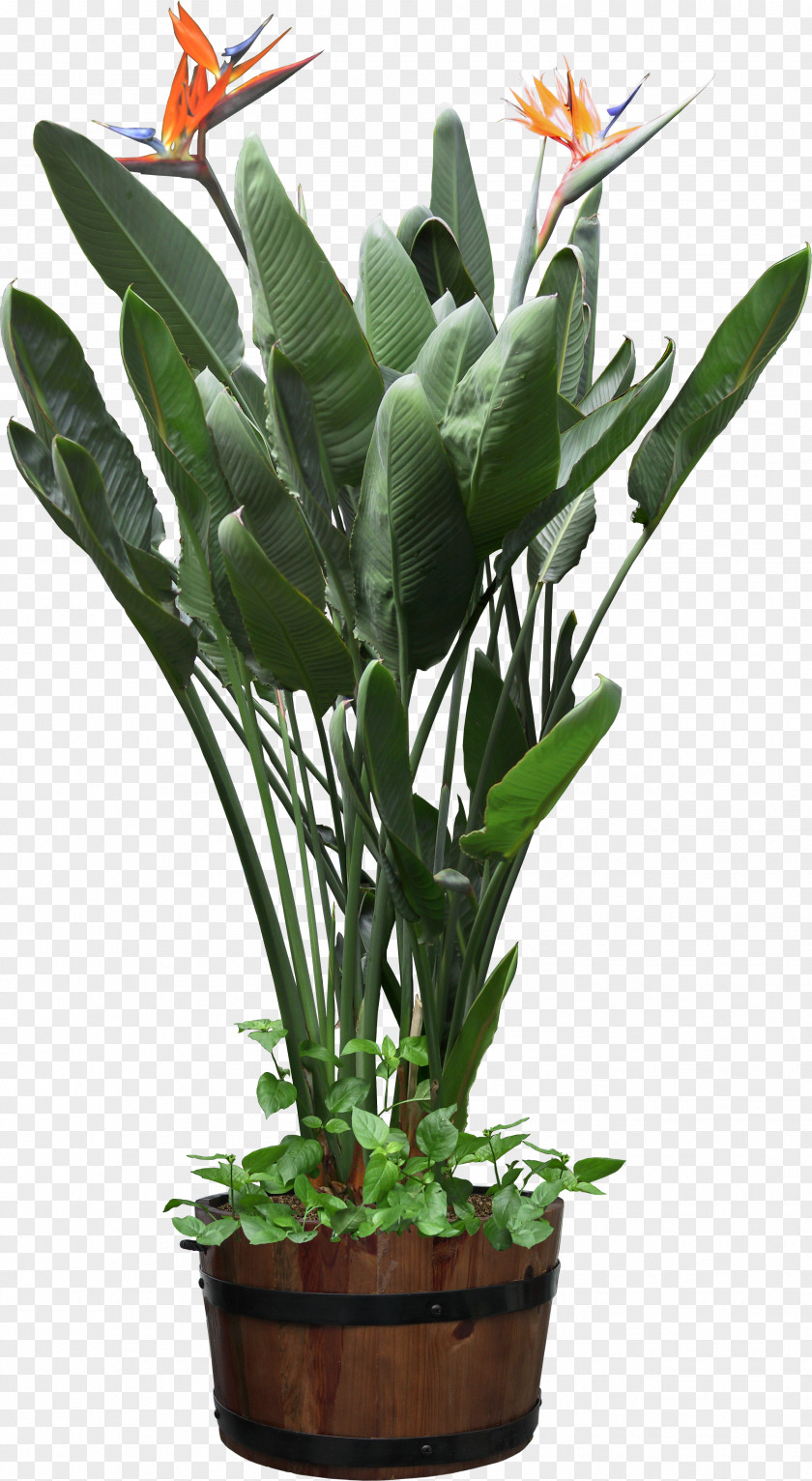 Plant Plants Vs. Zombies Bird Of Paradise Flower PNG