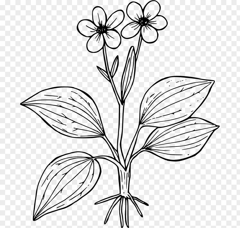 Plantain Ranunculus Glaberrimus Coloring Book Flower Worksheet Plant PNG