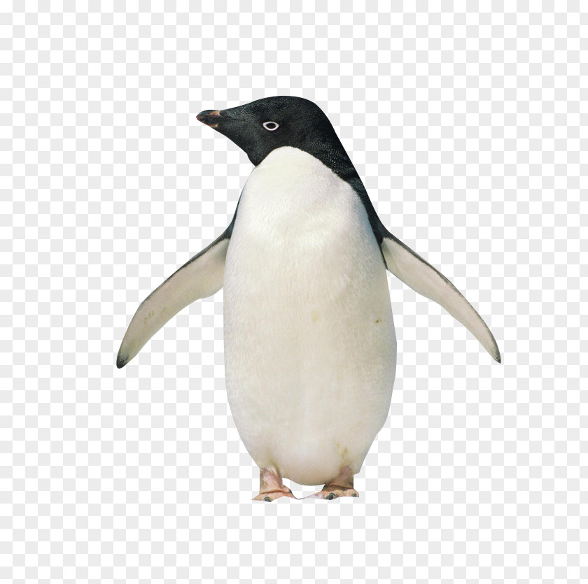 Standing Penguin King Antarctic Hello, Penguin! PNG