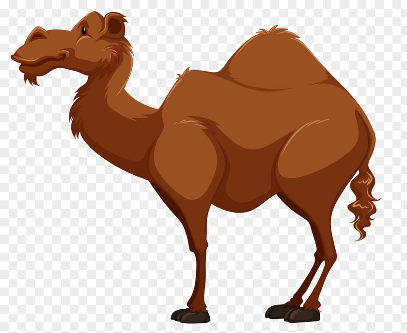 Camel Desert King Bactrian Dromedary Royalty-free Clip Art PNG