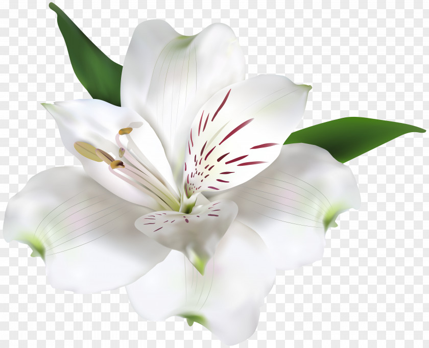 Flower Lily Of The Incas Clip Art PNG