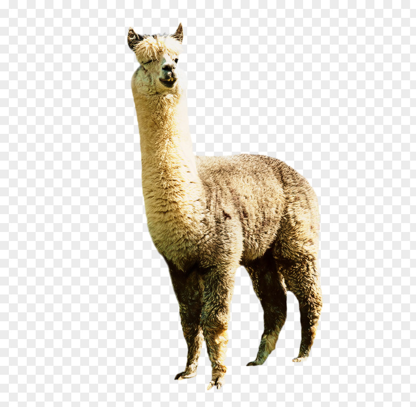 Llama Alpaca Clip Art Image Illustration PNG