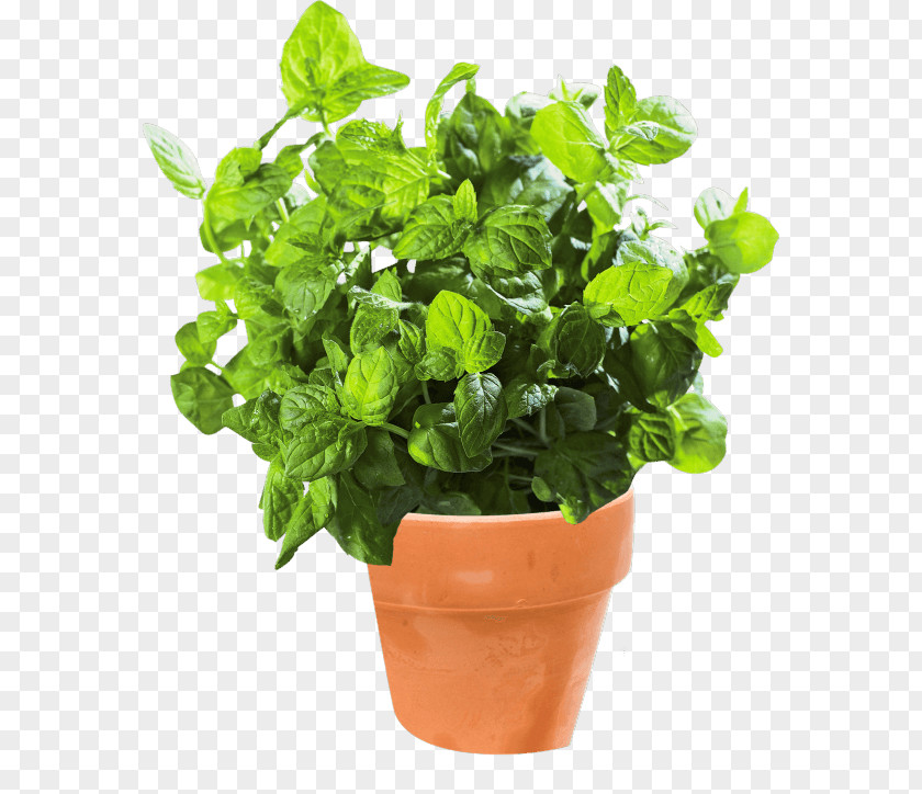 Marjoram New York City Basil Apartment Flowerpot Sunlight PNG