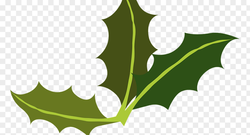 Por Ornament Clip Art Common Holly Yaupon Image Free Content PNG