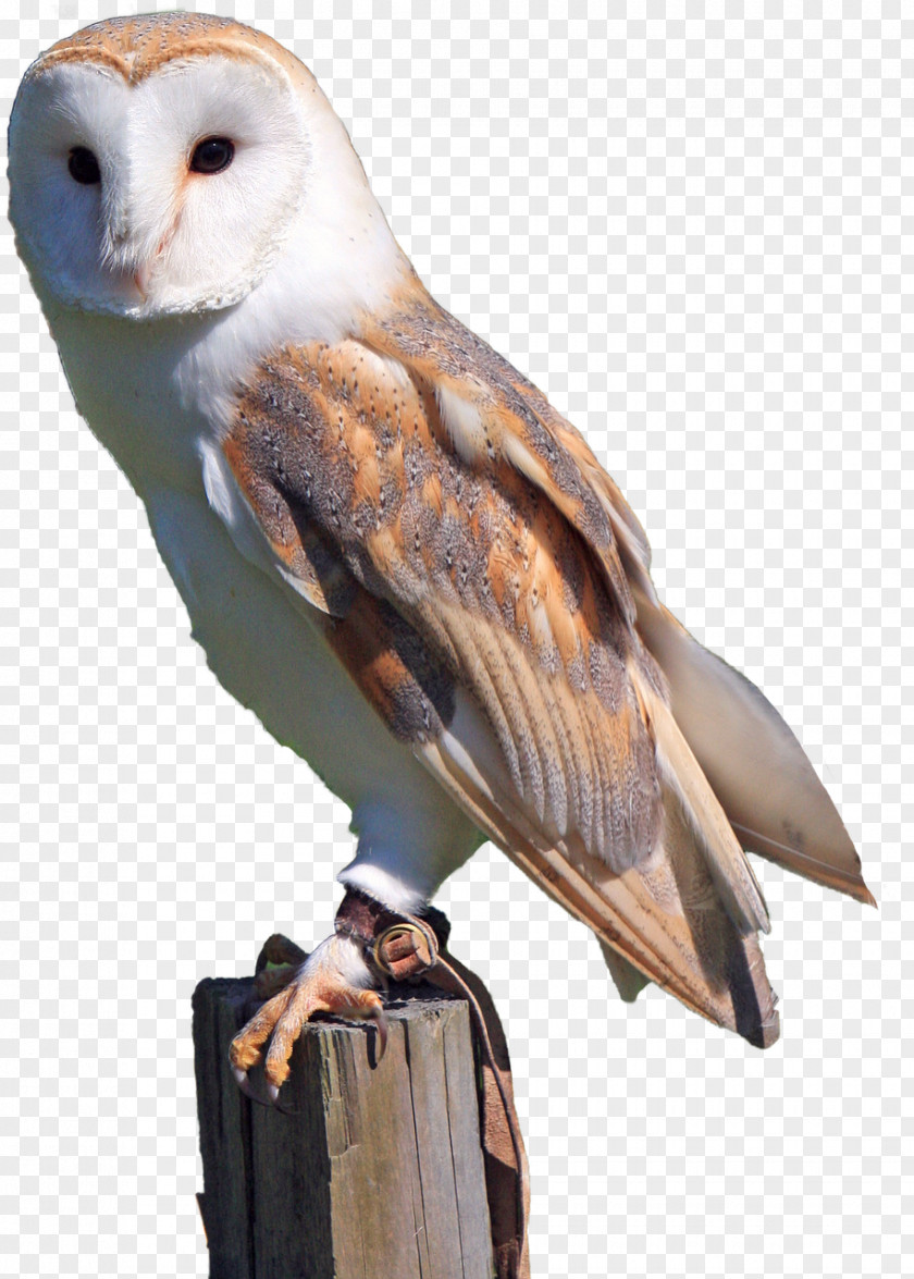 Brown Owl Barn Bird Of Prey Snowy PNG