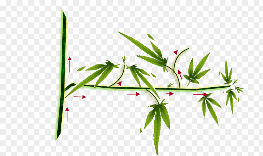 Cannabis Hemp Cultivation Sensi Seeds Autoflowering PNG