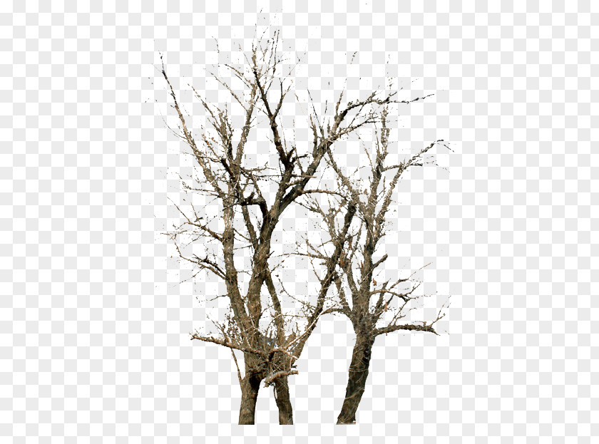 Trees Winter Twig Tree PNG