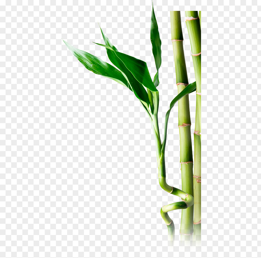 Bamboo Plant Stem Stock Photography Banco De Imagens PNG