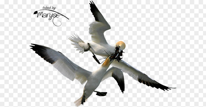 Bird Gannets Beak Clip Art PNG