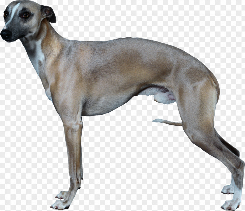 Bone Dog Italian Greyhound Whippet Longdog German Shepherd PNG