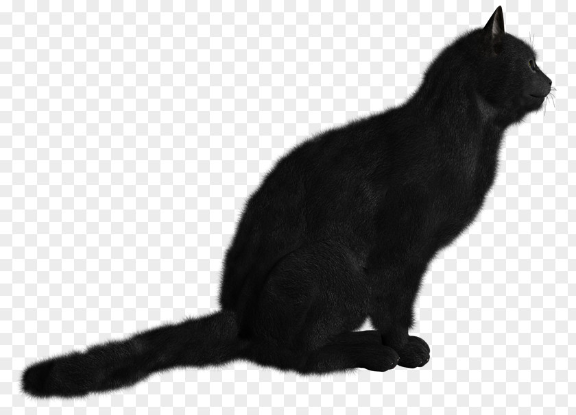 Cat Coat Genetics Black Kitten Clip Art PNG