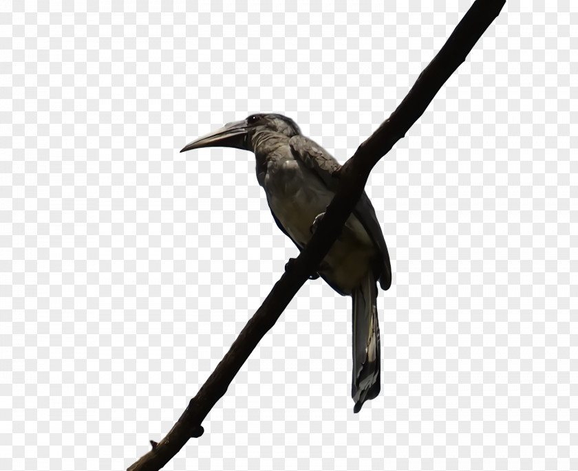 Feather PNG