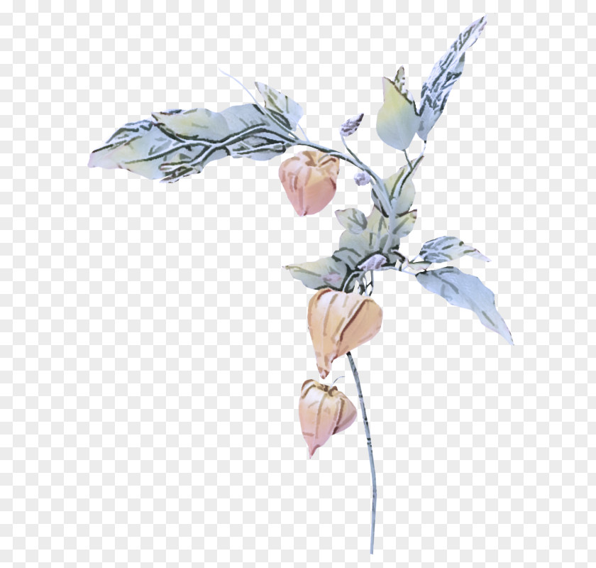 Fictional Character Flowering Plant Flower Leaf Cut Flowers Magnolia PNG