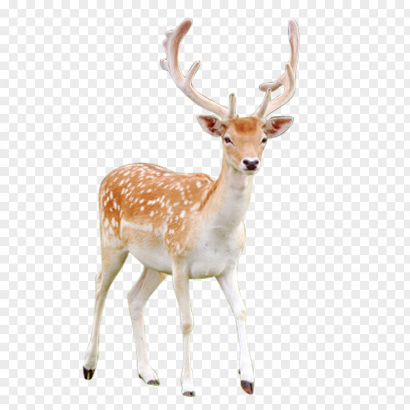 FIG Deer Red Reindeer Sika PNG