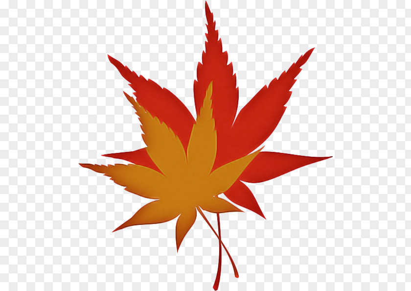 Maple Petal Cannabis Leaf Background PNG