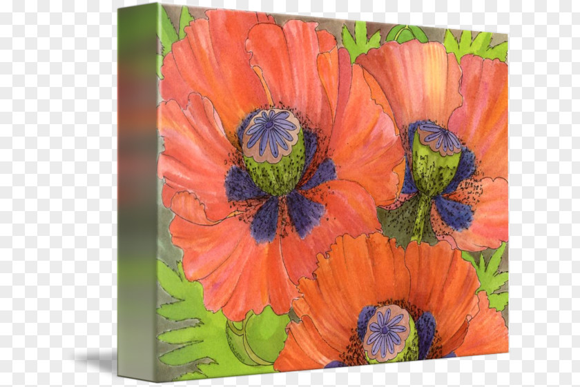 Red Poppy Common Art PNG