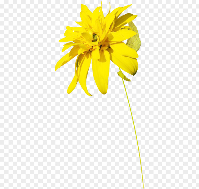 Transparent Flower Crown Yellow Common Sunflower Floral Design Petal PNG